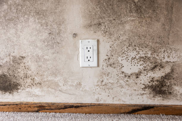 Best HVAC Mold Inspection and Cleaning  in Gardende, AL