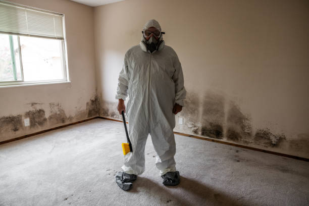 Trusted Gardendale, AL Mold Removal Experts